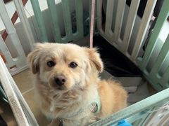 -顺强宠物诊所·狂犬免疫·夜诊·骨科(嘉定店)