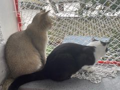 -喵屿·大理花园猫咖