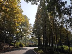 -宜兴龙背山森林公园