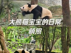 -都江堰中华大熊猫苑