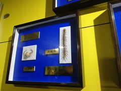 -上海昆虫博物馆