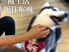 -Husky Go! 哈士奇体验馆·宠物咖啡厅狗咖