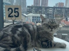 -怪兽屋·羊驼·猫咖·狗咖(俊华广场店)