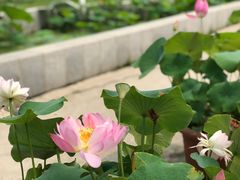 -莲花池公园