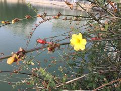 -西北湖绿化广场