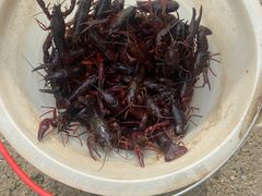 -同銮特种养殖场·龙虾垂钓