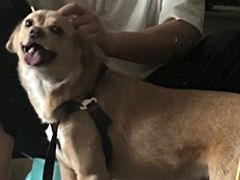 -博特宠物医院24h犬猫全科.骨科·异宠