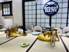 -逗柴咖啡屋·狗咖猫咖宠物桌游