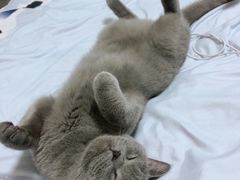 -西安京西宠物医院·瘫痪·疑难杂症