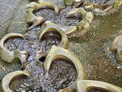 -成都市活水公园