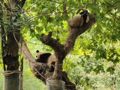 -中国大熊猫保护研究中心雅安碧峰峡基地