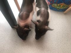 -我爱猫咪·猫咖·狗咖·安哥拉兔·羊驼咖(小寨华旗店)