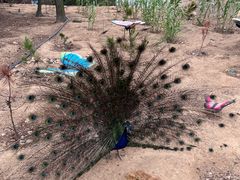 -西霞口神雕山野生动物世界