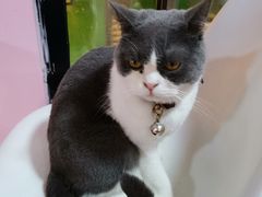 -李小姐の猫咖啡馆(五角场店)
