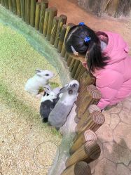 点击看大图 -宝燕乐园(闵行旗舰店)