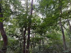 -紫金山山顶公园