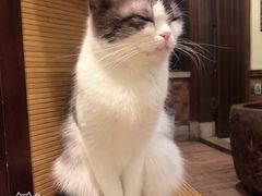 -more than meow吴止猫主题餐厅(承德 中船汇店)