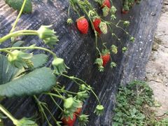 -胜丰草莓采摘园