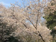 -武汉大学-樱园