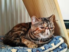 -米宠家·撸猫猫咖小萌宠·猫咪洗澡·猫咪寄养(高新大都荟店)
