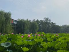 -莲湖公园