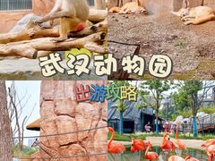 -武汉动物园