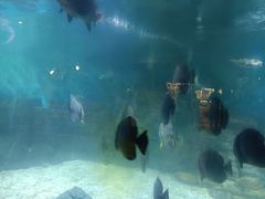 -烟台海昌鲸鲨海洋公园
