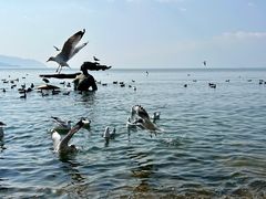 -大理洱海