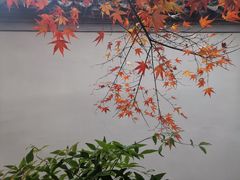 -秋霞圃