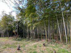 -苏州上方山国家森林公园