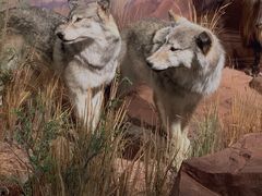 -陕西自然博物馆