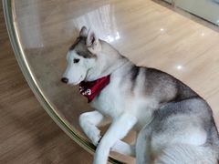 -Husky Go! 哈士奇体验馆·宠物咖啡厅狗咖