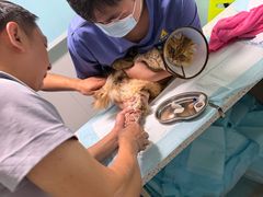-半岛宠物医院24小时(科华中路店)