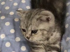 -藏猫猫咖啡主题馆(中央大道店)