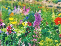 -上海共青森林公园