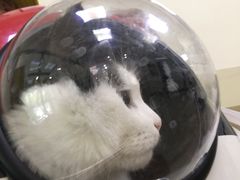 -美联众合动物医院·24h转诊中心