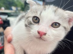 -青石桥花鸟鱼虫市场(叠翠城店)