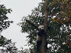-都江堰中华大熊猫苑