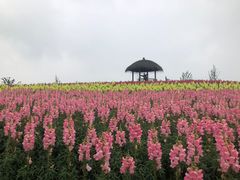 -径山花海