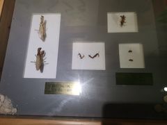 -上海昆虫博物馆