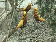-青藏高原野生动物园