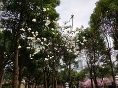 -重庆市江北嘴中央商务区中央公园