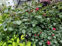 -院里寻菜·精致庭院菜(观沙岭店)