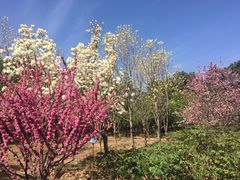 -北京西山国家森林公园