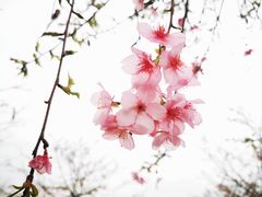 -天适樱花悠乐园