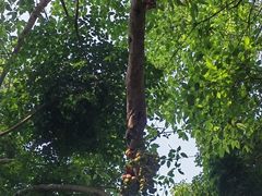 -西双版纳原始森林公园