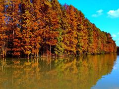 -上海海湾国家森林公园