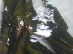 竹节虾-彭盛菜市场