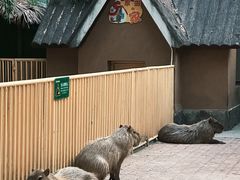 -上海野生动物园