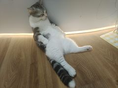 -COLOR PETS 撸猫馆·购猫·猫咖(长风大悦城店)